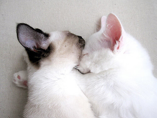 新月计划再签顶级前锋补强锋线